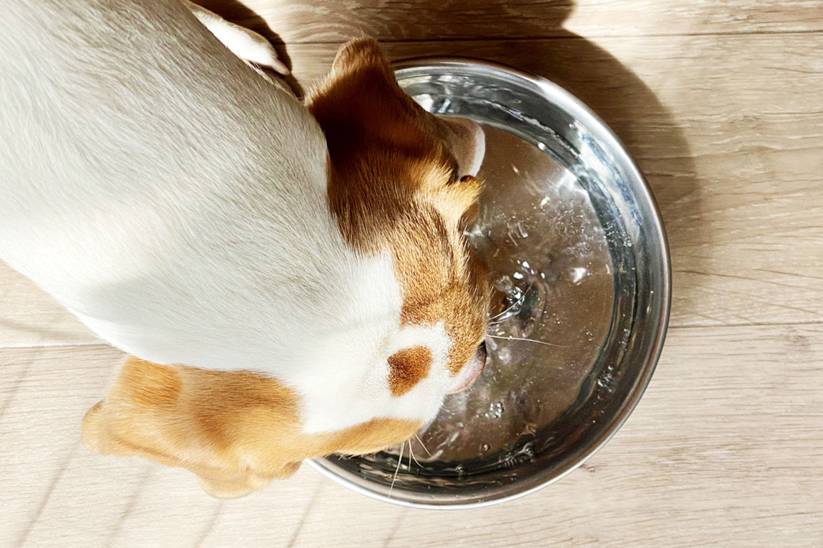 愛犬用備品