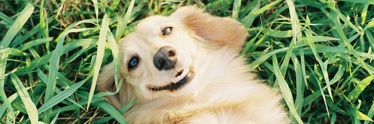 與愛犬一起豪華露營